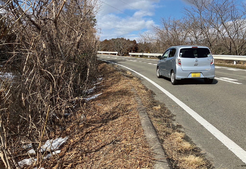 県道の樹木伐採